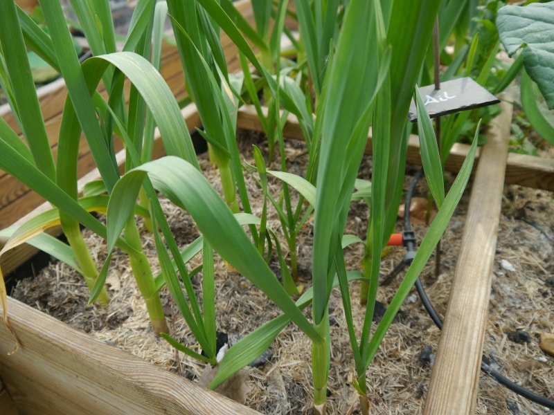 Ails dans un carré de potager