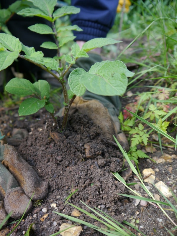 Buttage d'une pomme de terre