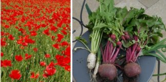 Que faire dans le potager en juin