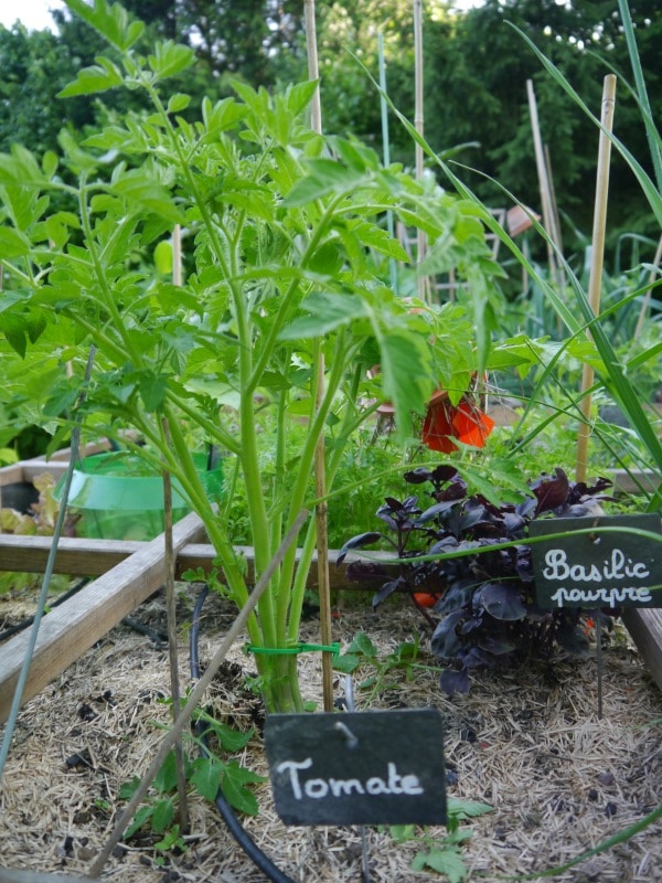 Plants de tomate et basilic