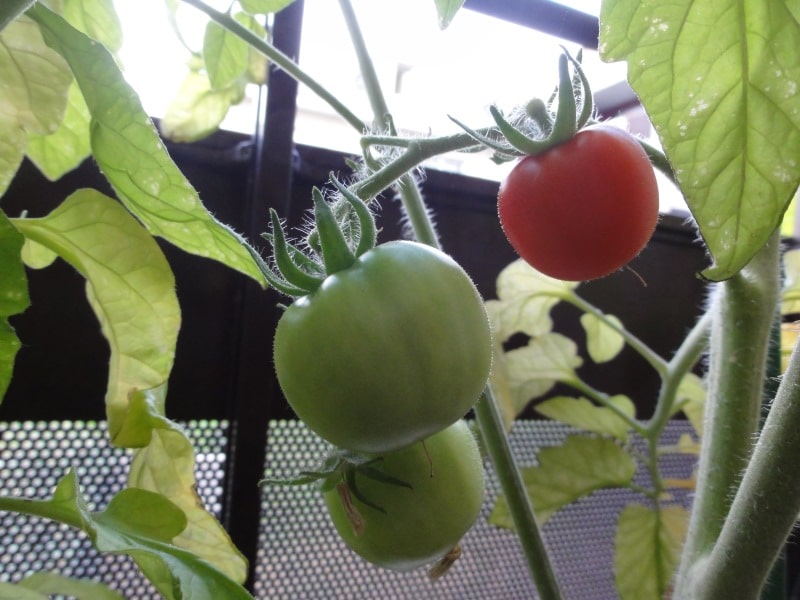 Tomates-cerises sur balcon