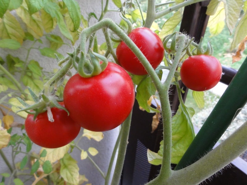 Tomates cerise