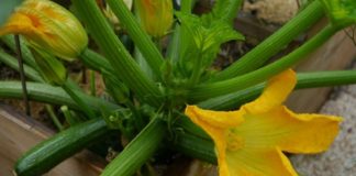 Que faire dans votre potager en août ?