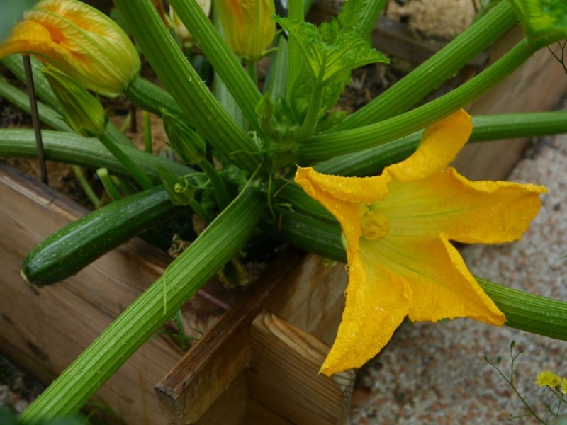 Jeune courgette et fleurs