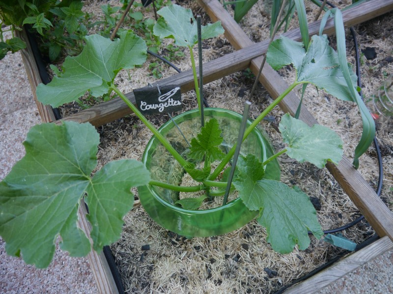Jeune plant de courgette