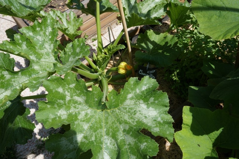 Plant de courgette atteint d'oïdium