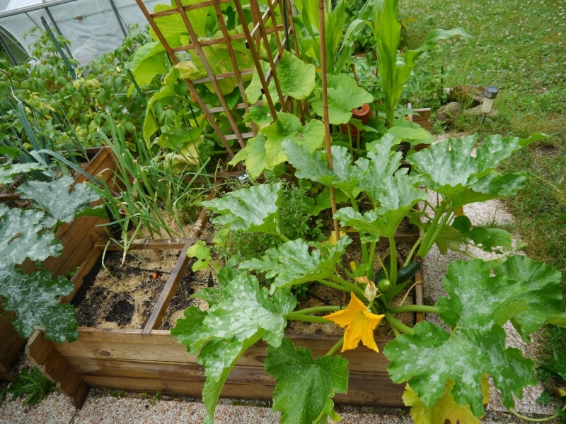 Plant de courgette dans son carré