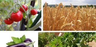 Que faire au potager en juillet