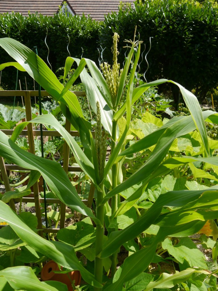 Plant de maïs