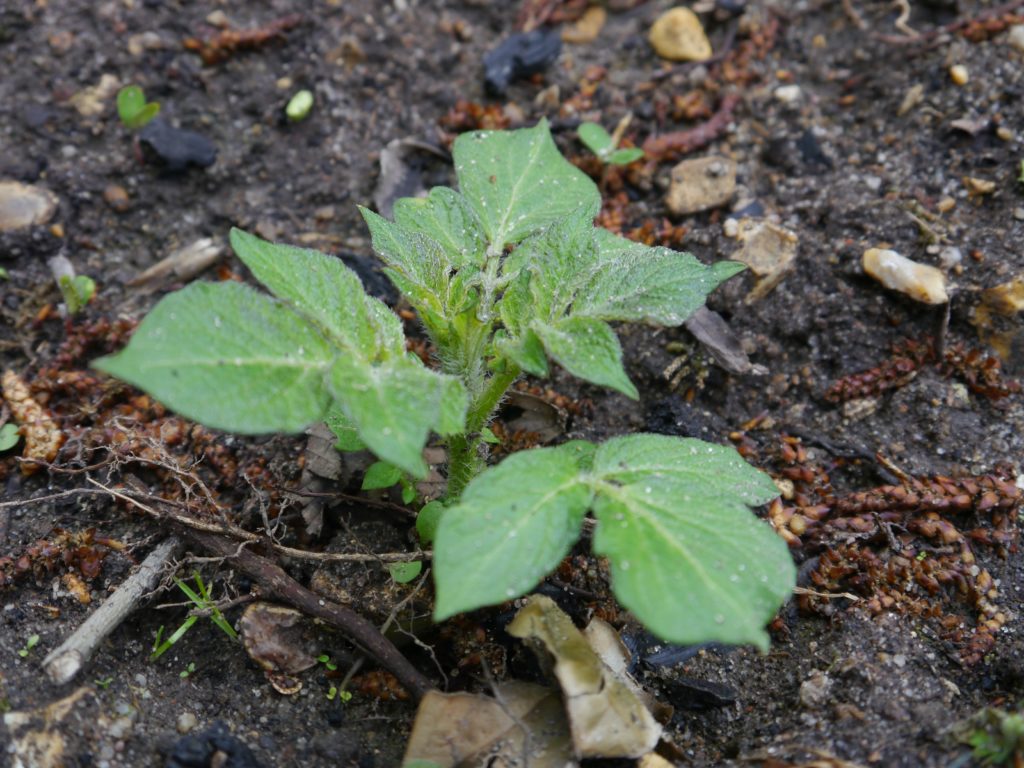 Jeune plant de pomme de terre