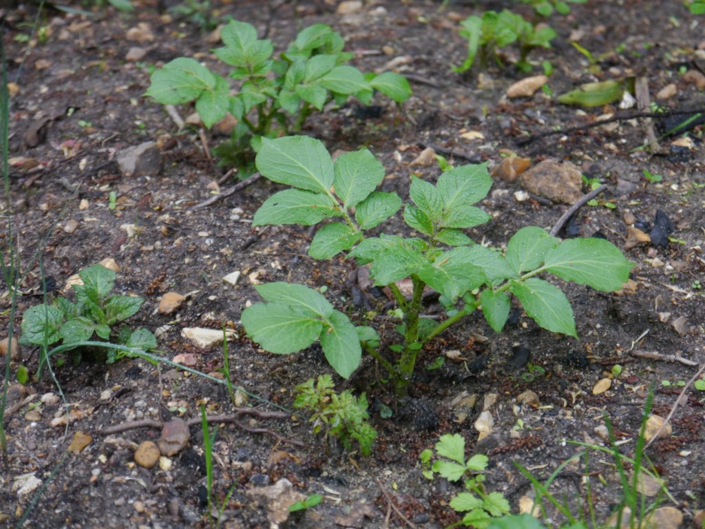 Jeunes plants de pomme de terre