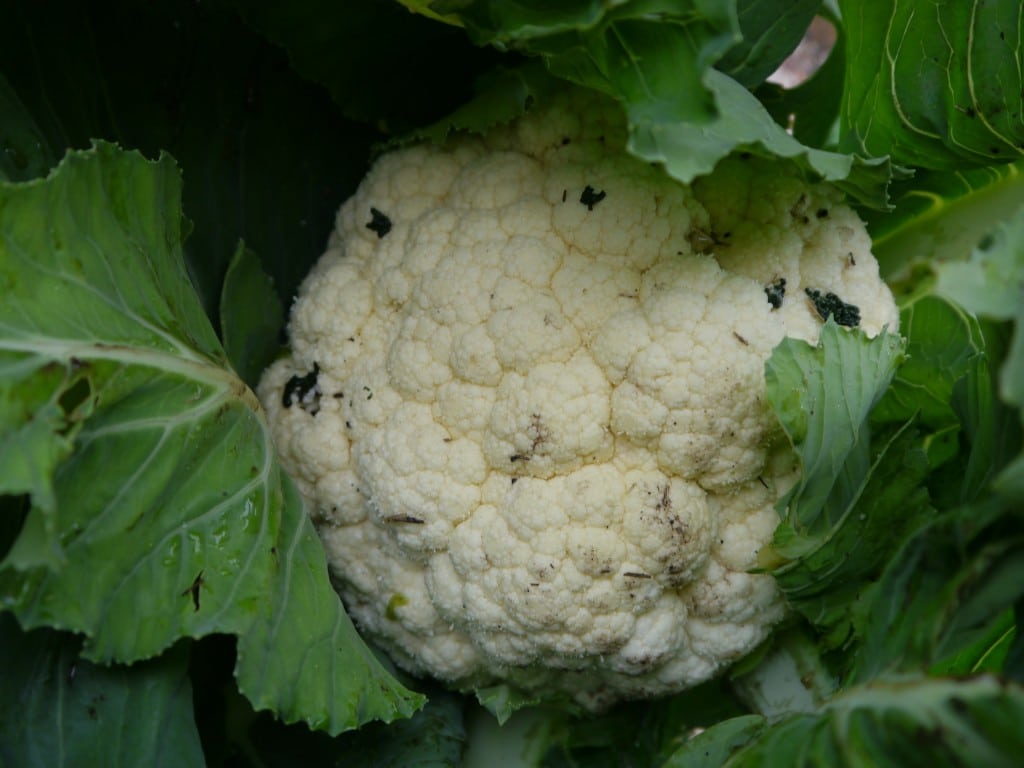 Pomme de chou-fleur