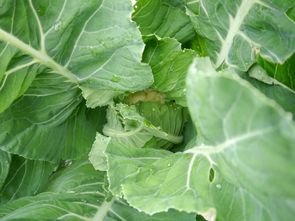 Pomme de chou-fleur parmi les feuilles