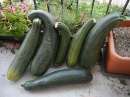 Récolte-de-six-courgettes