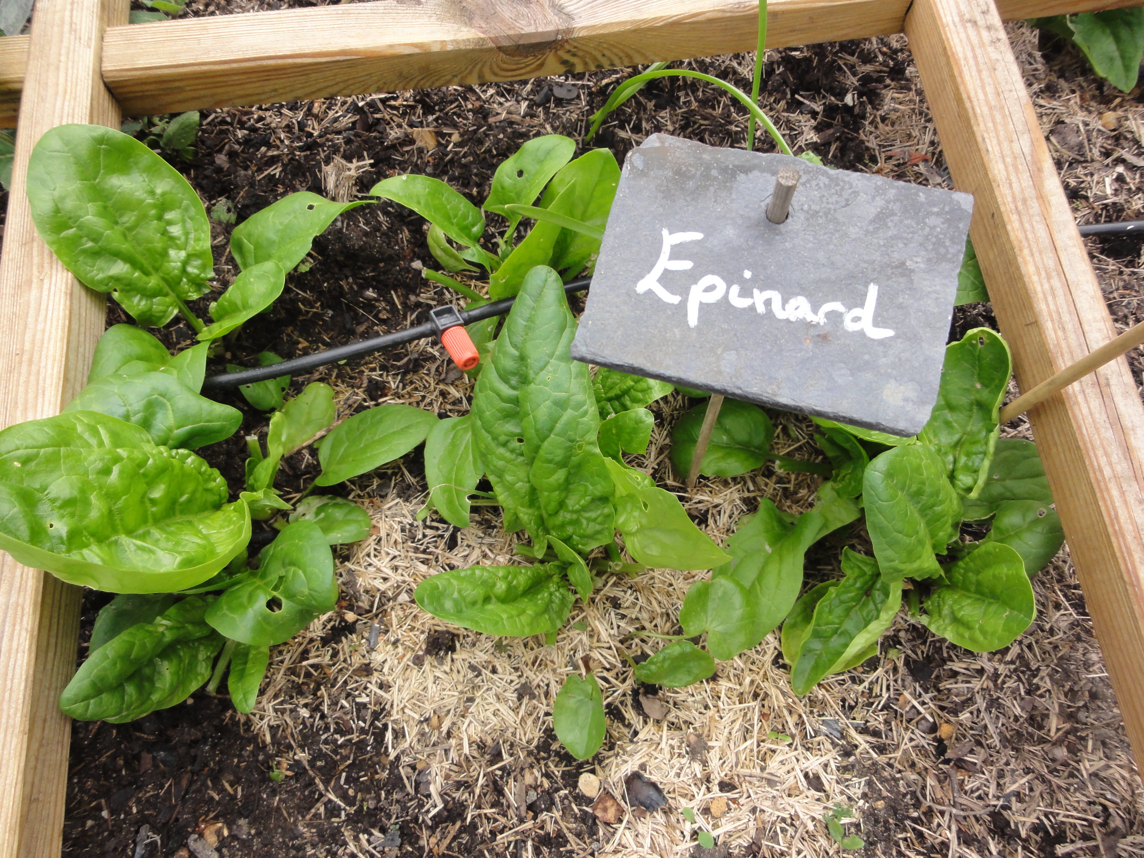 comment planter epinard