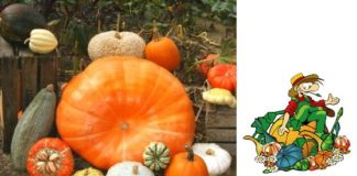 Le Potager Extraordinaire