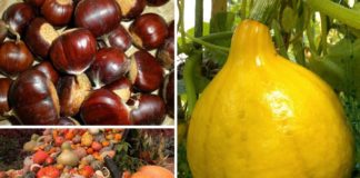 Que faire dans le potager en octobre