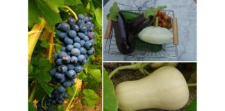Que faire dans votre potager en septembre