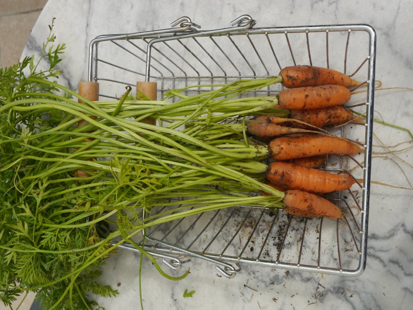 Carottes dans un panier