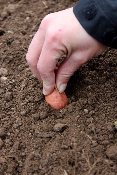 Plantation d'une échalote