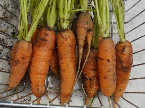 Récolte de carottes