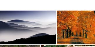 Le potager en novembre