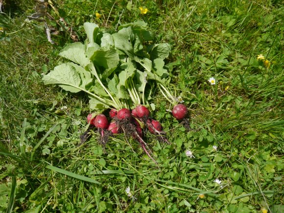 Récolte de radis dans l'herbe