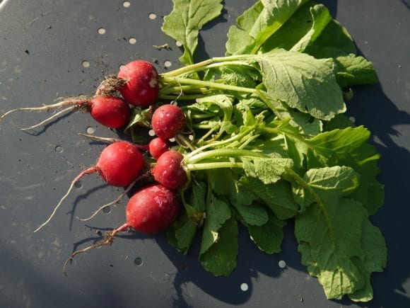 Récolte de radis sur table