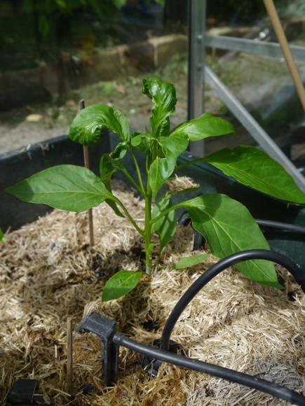 2 - Jeune plant de poivron