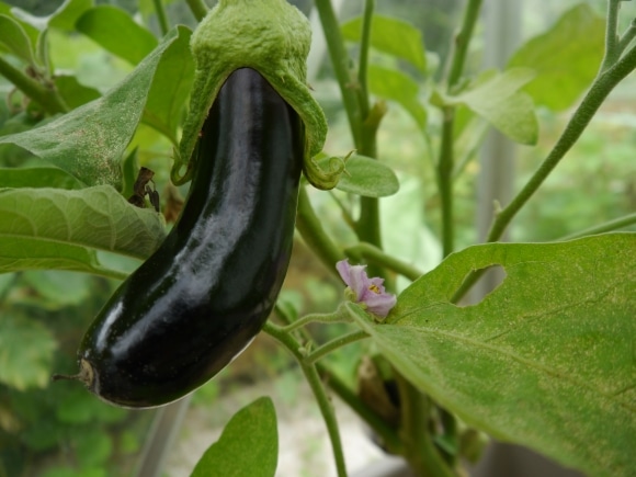 Aubergine sur pied