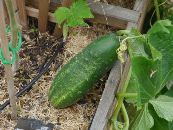 Concombre-sur-son-plant