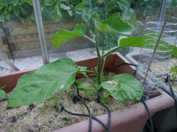 Jeune plant d'aubergine