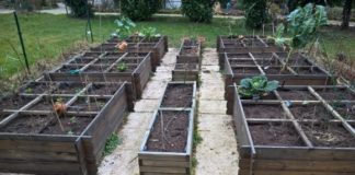La place que j’accorde à la nature dans ma pratique du potager