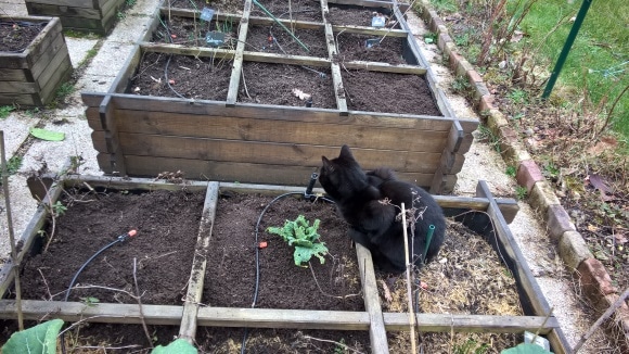 Potager sous surveillance féline