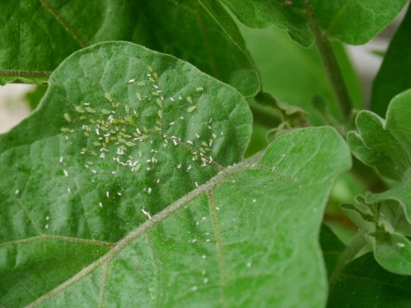 Pucerons verts sur feuille d'aubergine