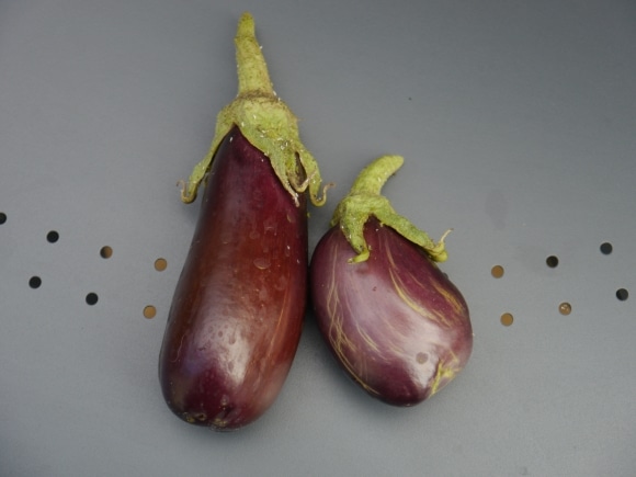 Récolte d'aubergines