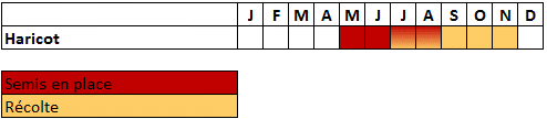 Calendrier haricot nain