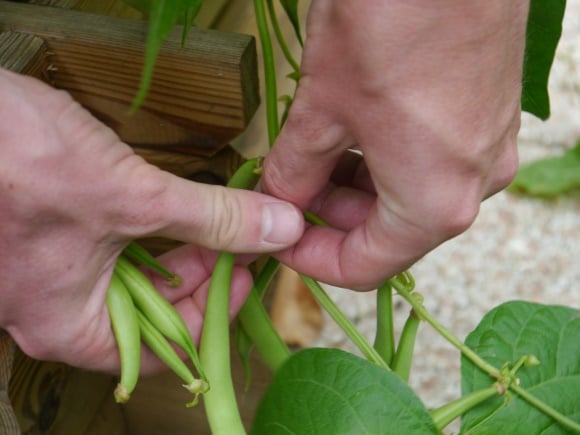 Cueillette d'haricots nains