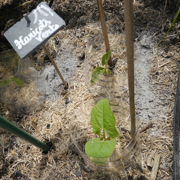 Jeunes plants d'haricots nains