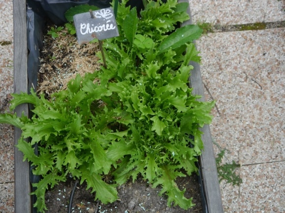 Plants de chicorées