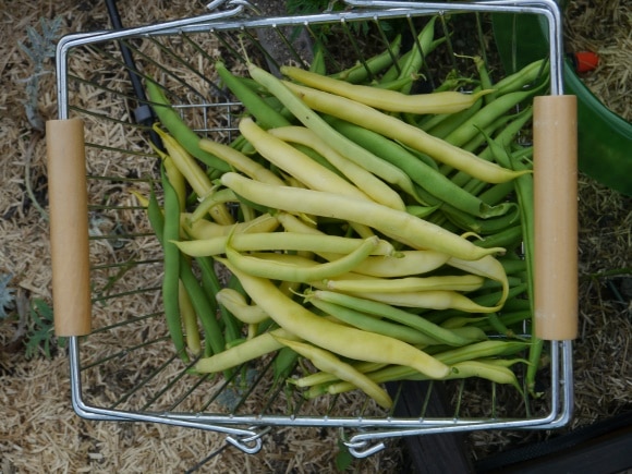 Récolte d'haricots nains verts et beurre