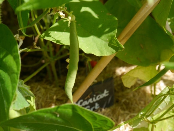 Haricot nain sur son plant