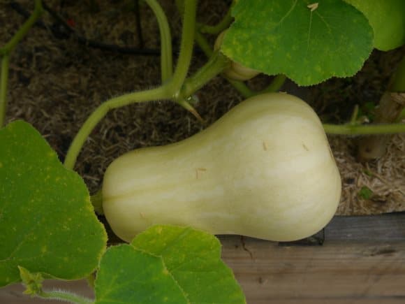 Butternut dans le potager