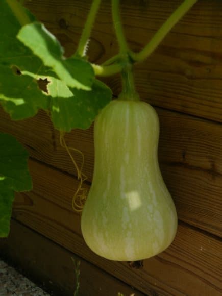 Butternut dans son carré