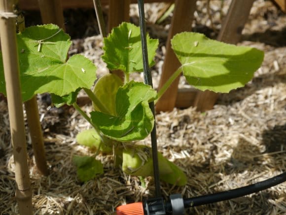 Jeune plant de potiron