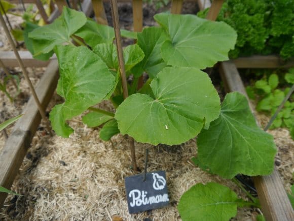 Plant de potiron dans son carré