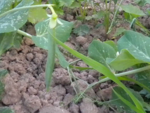 jeune gousse de pois