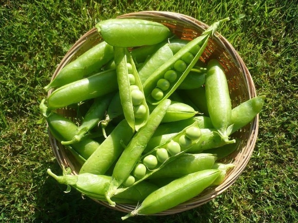 récolte de pois