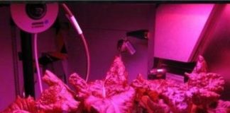 Légume de l’espace