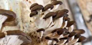 Champignons sur marc